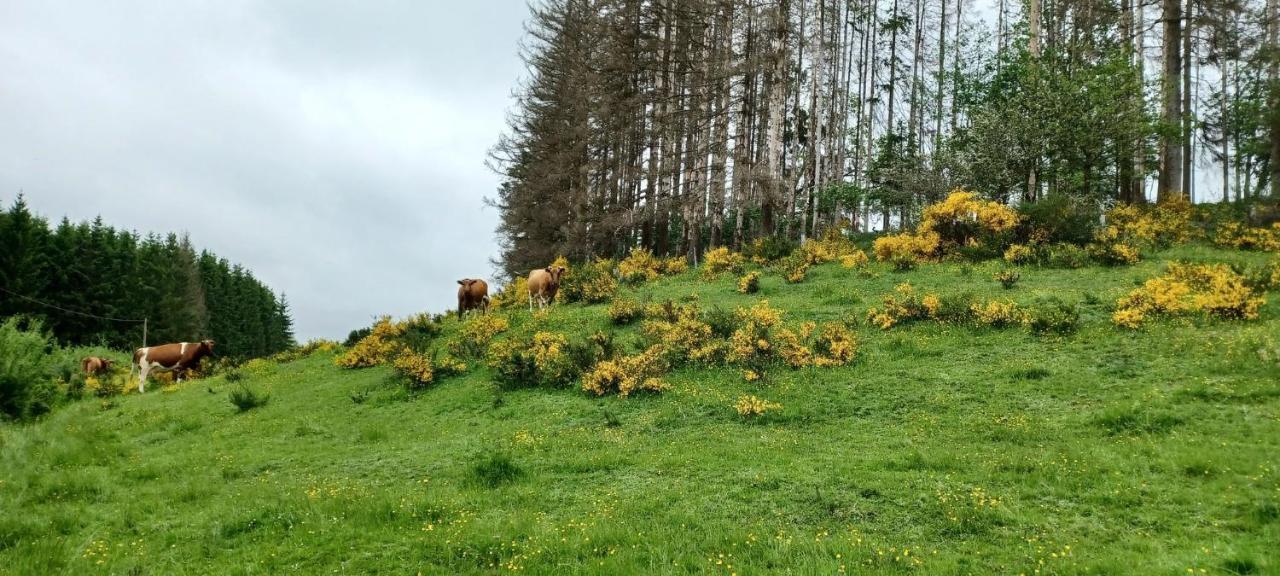 Gite Du Cheval Blanc A Houmont Sainte-Ode ภายนอก รูปภาพ